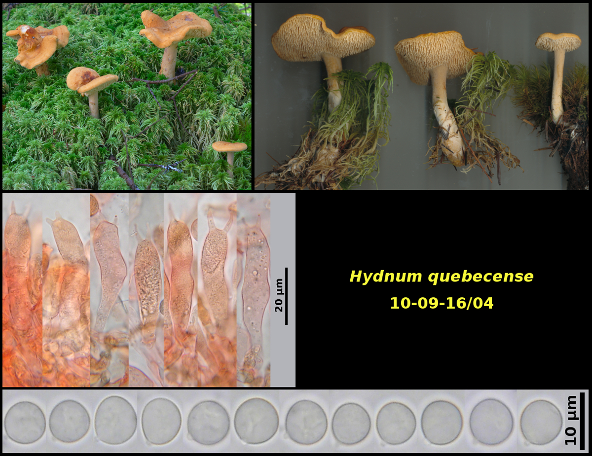 Picture of <i>Hydnum quebecense</i>